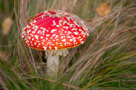 Fly agaric or fly Amanita mushroom, Amanita muscariaの写真素材