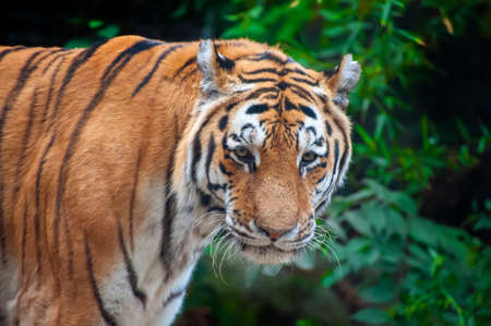 Tiger - Panthera tigris - close up portrait. Fierce looking male Siberian or Amur tiger (Panthera...