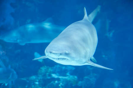 Tiger shark in  sea water. Big shark in deep blue water.の写真素材