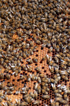 The beekeeper examines bees in honeycombs. In the hands of a honeycomb with honey.