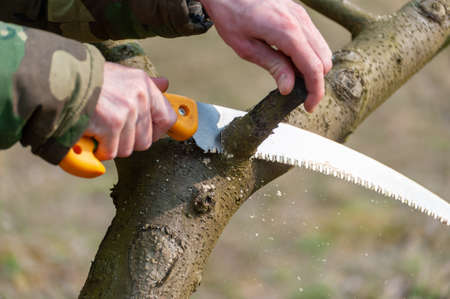 Spring pruning of trees.  The farmer looks after the orchard