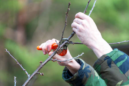 Spring pruning of trees.  The farmer looks after the orchard