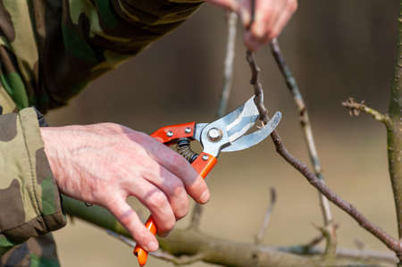 Spring pruning of trees.  The farmer looks after the orchard