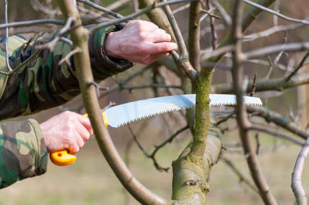 Spring pruning of trees.  The farmer looks after the orchardの写真素材