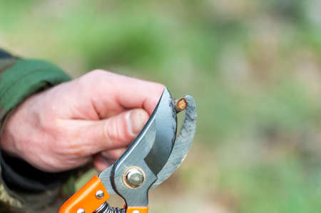 Spring pruning of trees.  The farmer looks after the orchardの写真素材