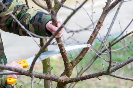 Spring pruning of trees.  The farmer looks after the orchard