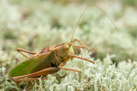 Locust. Grass Hopper. A differential grasshopper hanging out in a summer meadow