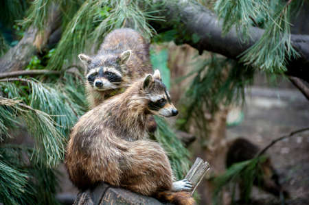 Raccoons (Procyon lotor) Stare Out Out From Treeの写真素材