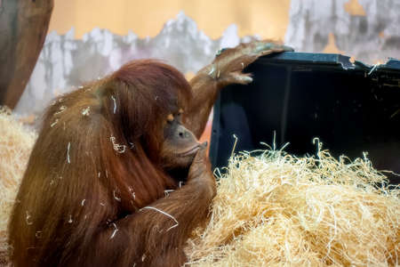 orangutan playing with wood shavings (close up photo)