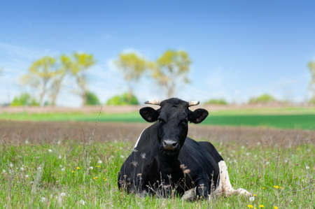 The cow is lying in the grass. Cow on a summer pasture.の写真素材