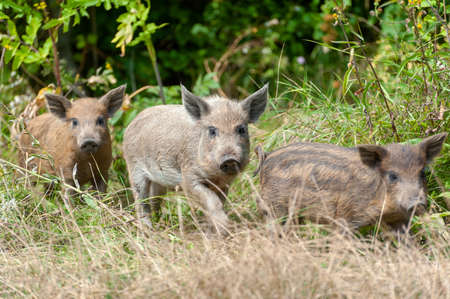 Little wild pig in the forest. Dirty. Wild pig in the summer forestの写真素材