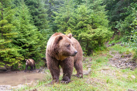 Brown bear (Latin Ursus Arctos) in the forest on a background of wildlife.の写真素材