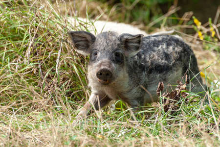 Little wild pig in the forest. Dirty. Wild pig in the summer forestの写真素材