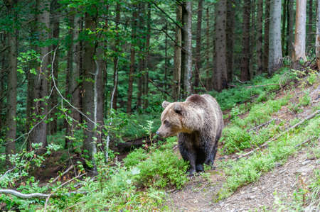 Brown bear (Latin Ursus Arctos) in the forest on a background of wildlife.の写真素材