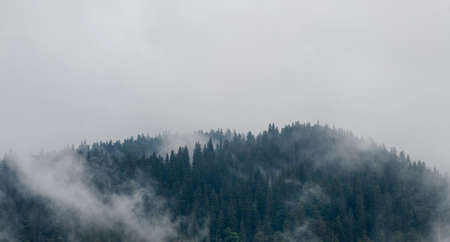 Fog in morning on the mountains. Forest, nature.の写真素材