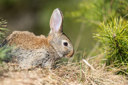 Rabbit hare while looking at you on grass background
