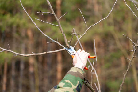 Season pruning of trees. The farmer looks after the orchard.の写真素材