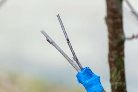 Season pruning of trees. The farmer looks after the orchard.