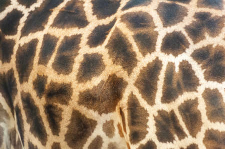 Animal skin background of the patterned fur texture on an African giraffeの写真素材
