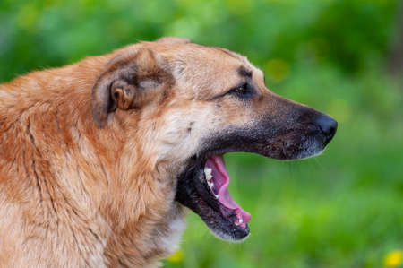 Portrait of a dog close up on a background of green grass