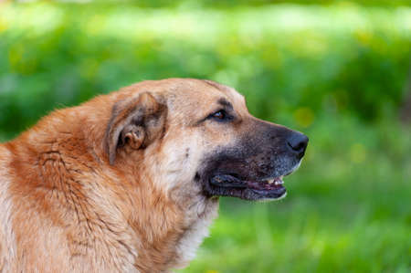 Portrait of a dog close up on a background of green grassの写真素材