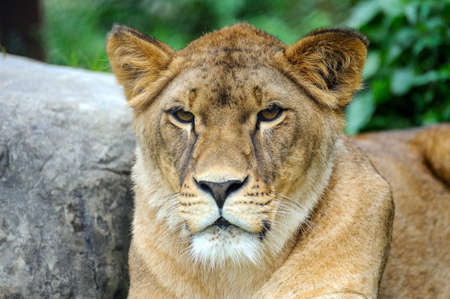 Close Up picture of a lion. A portrait of a lioness relaxing on grassの写真素材