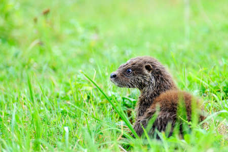 Eurasian river otter baby. Lutra lutra. Wildlife sceneの写真素材