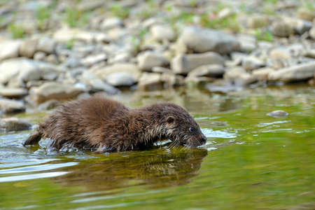Eurasian river otter baby. Lutra lutra. Wildlife sceneの写真素材