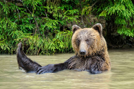 Wild Brown Bear (Ursus Arctos) in the forest. Wild animal.の写真素材