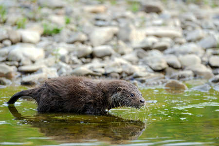 Eurasian river otter baby. Lutra lutra. Wildlife sceneの写真素材