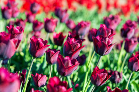 Beautiful Tulip on blurred spring sunny background. Bright tulip flower background for spring or love concept. Beautiful natural spring scene, texture for design, copy space.の写真素材