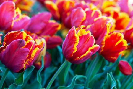 Beautiful Tulip on blurred spring sunny background. Bright tulip flower background for spring or love concept. Beautiful natural spring scene, texture for design, copy space.の写真素材