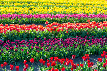 Beautiful Tulip on blurred spring sunny background. Bright tulip flower background for spring or love concept. Beautiful natural spring scene, texture for design, copy space.の写真素材
