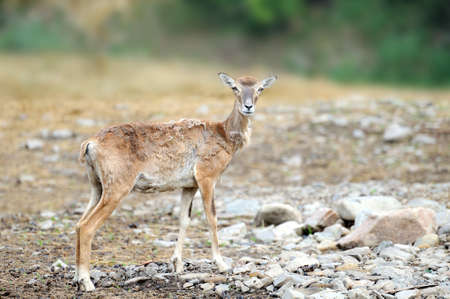 Deer on a background of wildlife. Wildlife scene.の写真素材