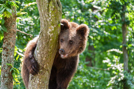 Brown bear on a tree in the forest. Wild nature.の写真素材