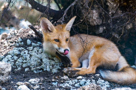 Red fox lies under a tree in the forest. Wild nature.の写真素材
