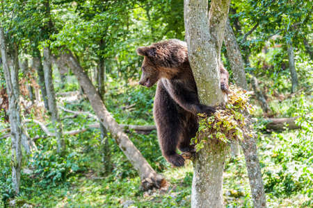 Brown bear on a tree in the forest. Wild nature.の写真素材