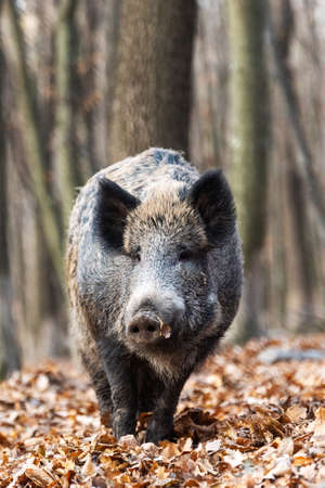 Wild boar close up in the autumn forestの写真素材