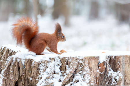 Portrait of squirrels close up on a background of white snowの写真素材
