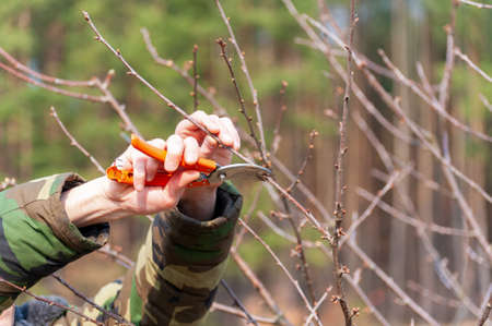 Season pruning of trees. The farmer looks after the orchard.の写真素材