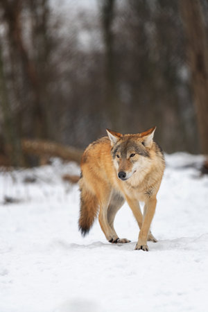 gray wolf. (Canis lupus) Photo of a gray wolf in the wild nature .の写真素材