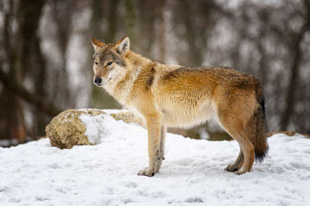 gray wolf. (Canis lupus) Photo of a gray wolf in the wild nature .の写真素材