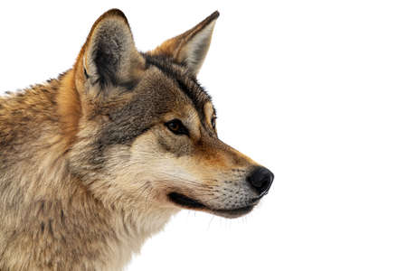gray wolf. (Canis lupus) Photo of a gray wolf in the wild nature .の写真素材
