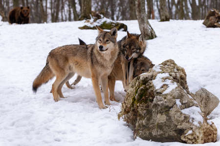 gray wolf. (Canis lupus) Photo of a gray wolf in the wild nature .