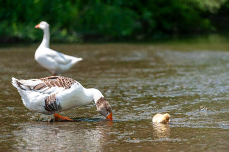 Goose with gosling on the shore river in the springtime. farm animals in waterの写真素材