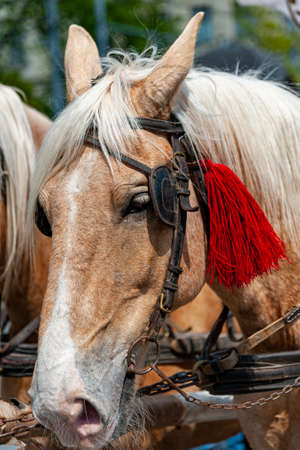 Horse head in harness close up.