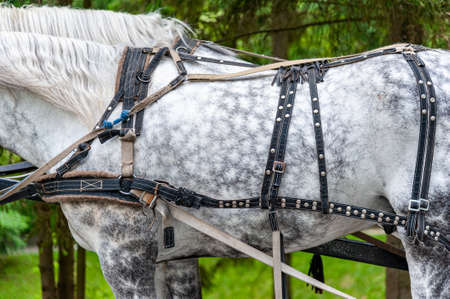 Close up of horse drawn carriage tack