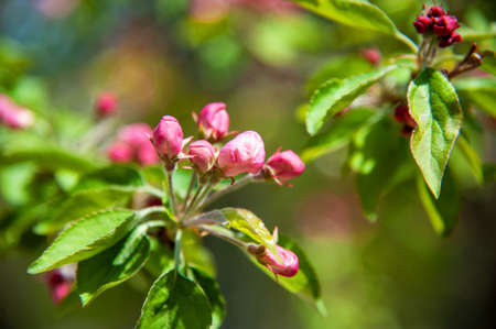 Blooming apple tree in the spring garden. Close up of pink flowers on a tree. Spring backgroundの写真素材