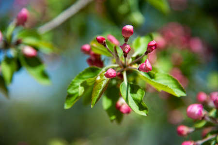 Blooming apple tree in the spring garden. Close up of pink flowers on a tree. Spring backgroundの写真素材