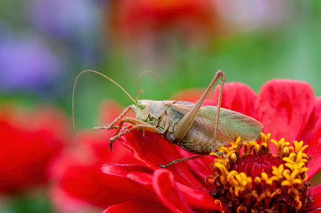Locust. Grass Hopper. A differential grasshopper hanging out in a summer meadowの写真素材